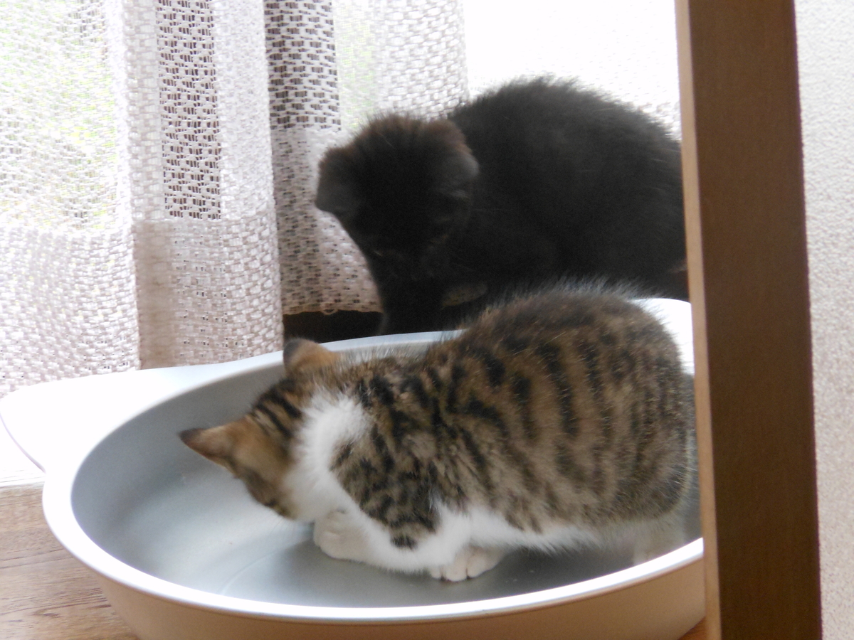 f:id:kaedeya:20190713162839j:plain f:id:kaedeya:20190713162839j:plain