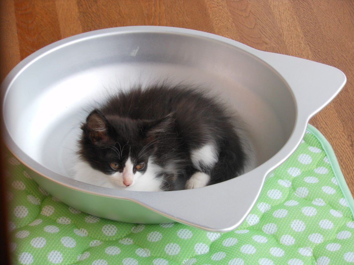 f:id:kaedeya:20190713163126j:plain f:id:kaedeya:20190713163126j:plain