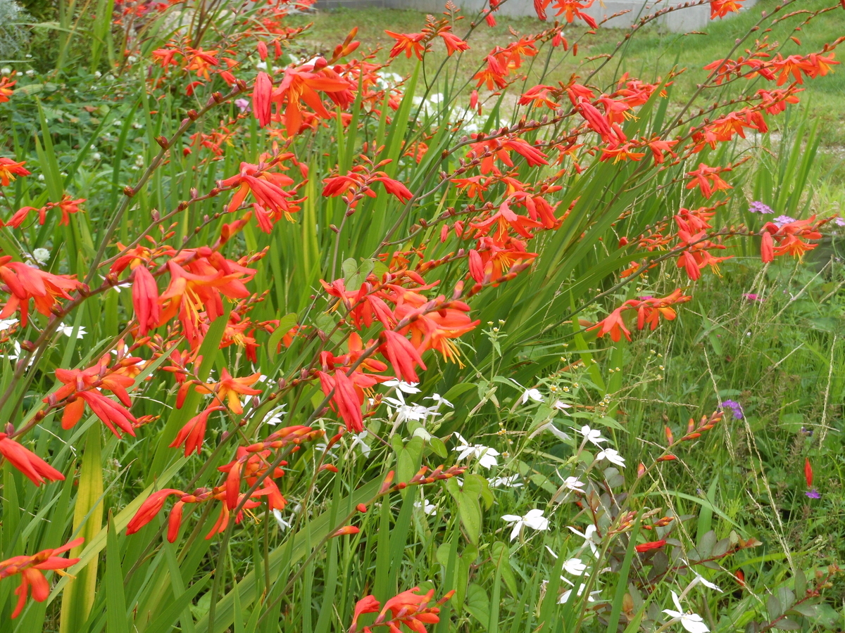 f:id:kaedeya:20190713163457j:plain f:id:kaedeya:20190713163457j:plain