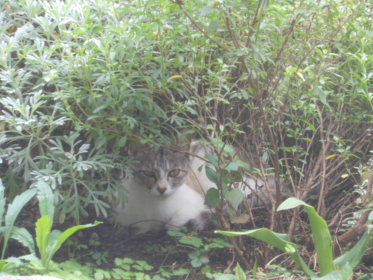 f:id:kaedeya:20190718120617j:plain f:id:kaedeya:20190718120617j:plain