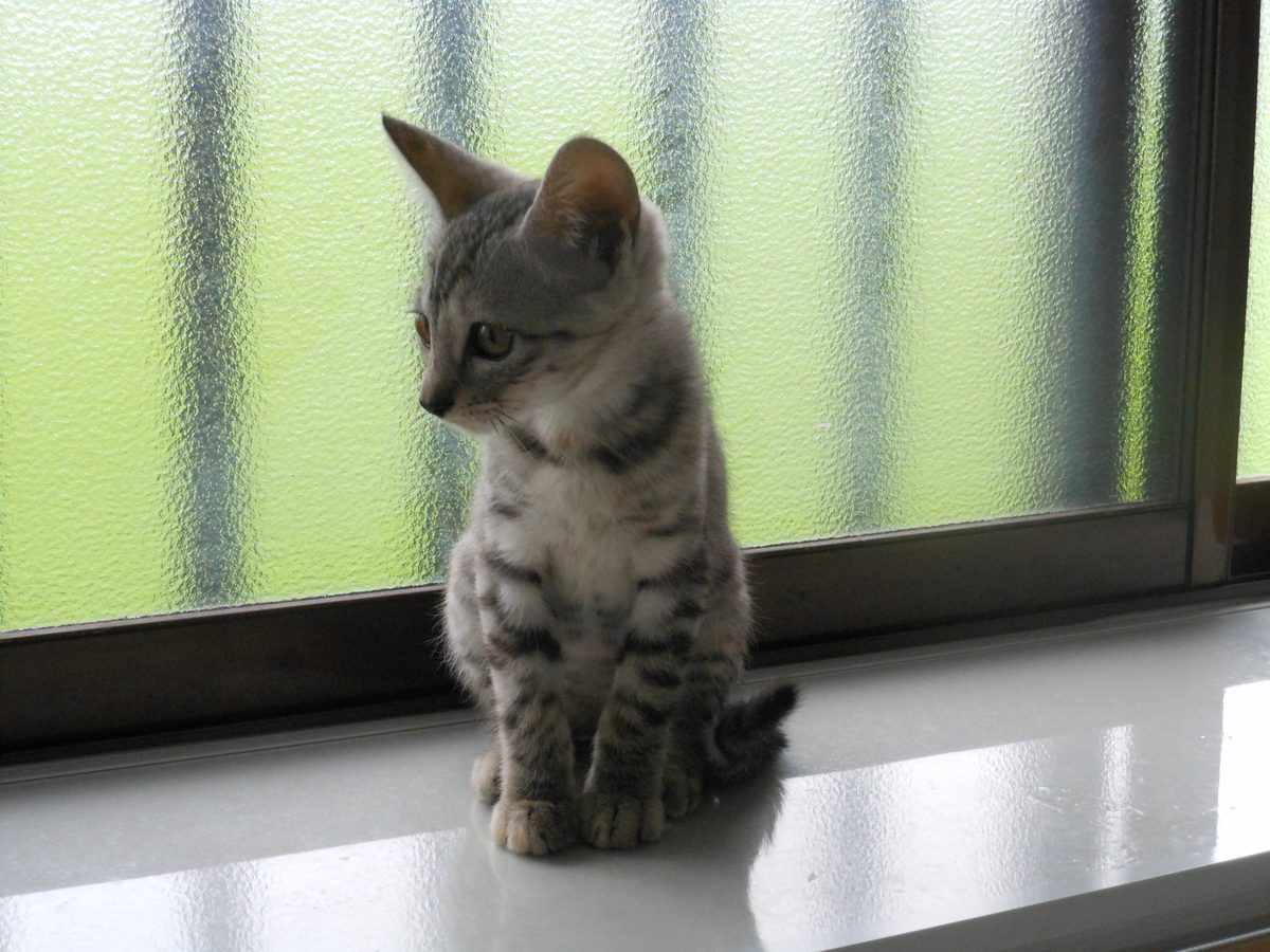 f:id:kaedeya:20190719211903j:plain f:id:kaedeya:20190719211903j:plain