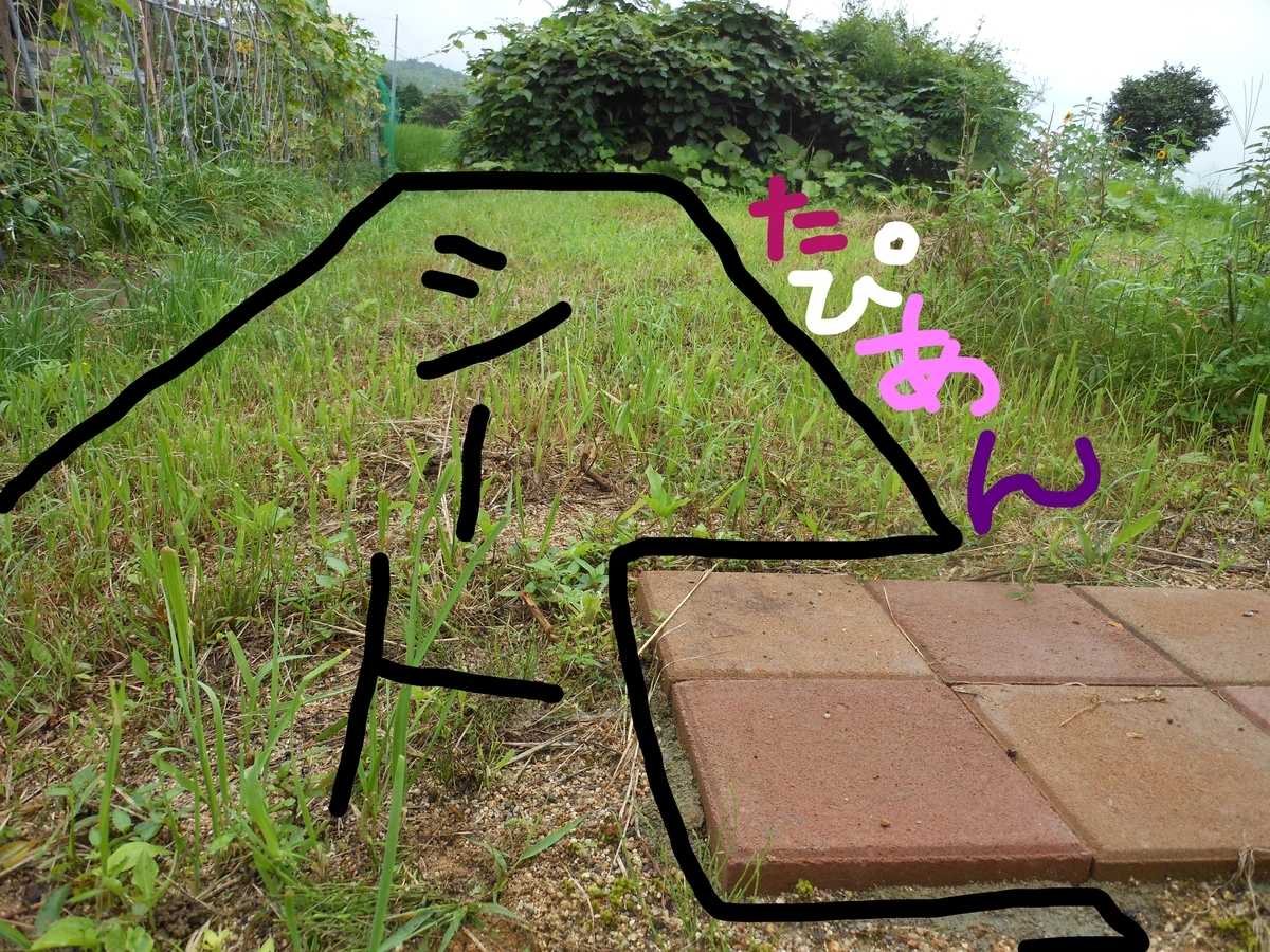 f:id:kaedeya:20190722130715j:plain f:id:kaedeya:20190722130715j:plain