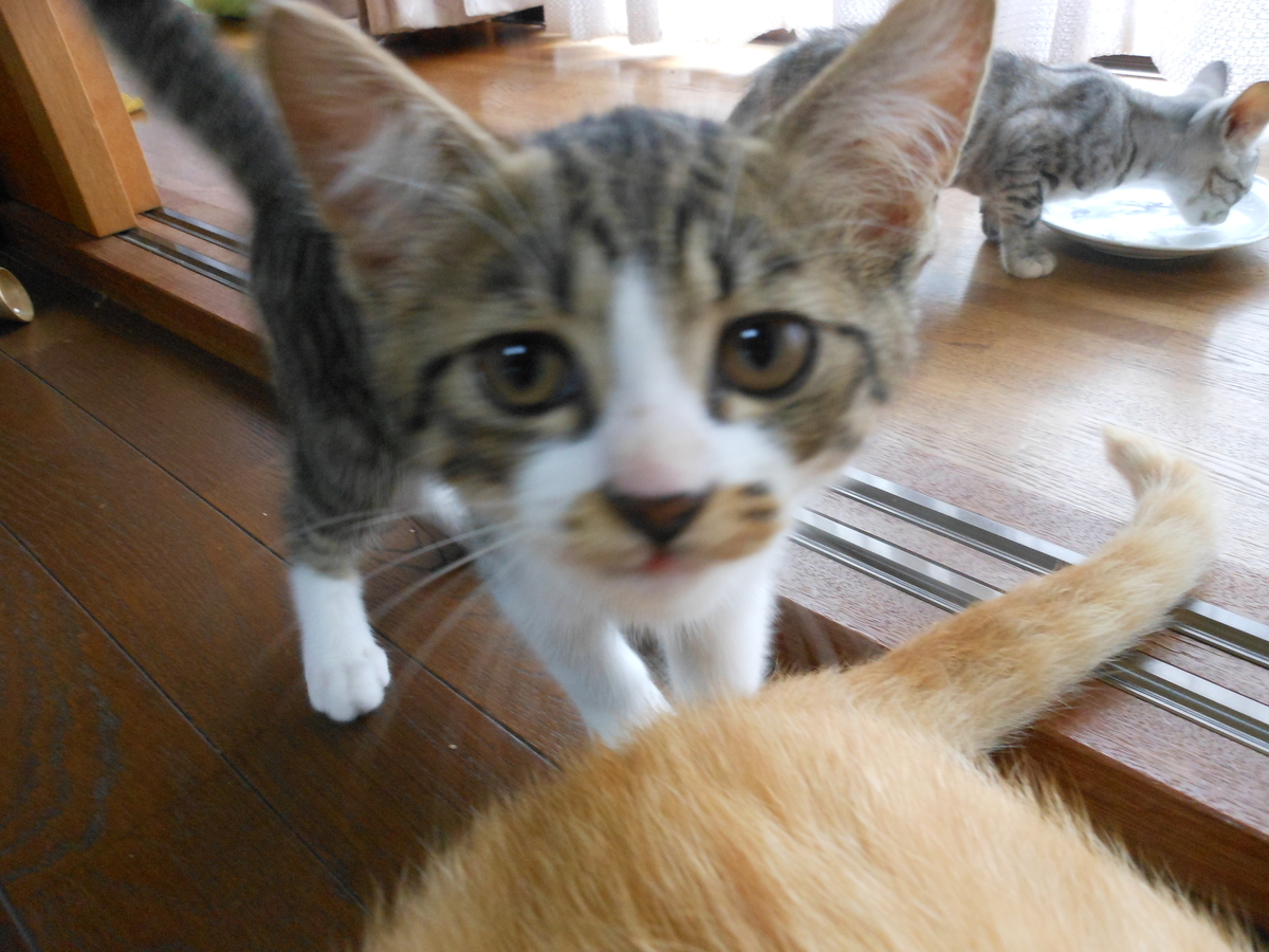 f:id:kaedeya:20190725070835j:plain f:id:kaedeya:20190725070835j:plain
