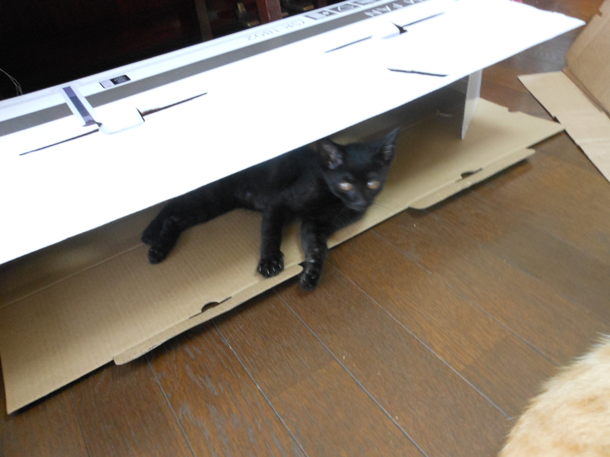 f:id:kaedeya:20190725071149j:plain f:id:kaedeya:20190725071149j:plain