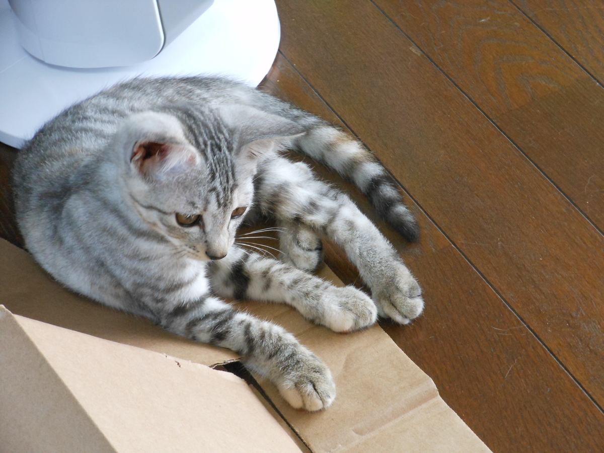 f:id:kaedeya:20190725160058j:plain f:id:kaedeya:20190725160058j:plain