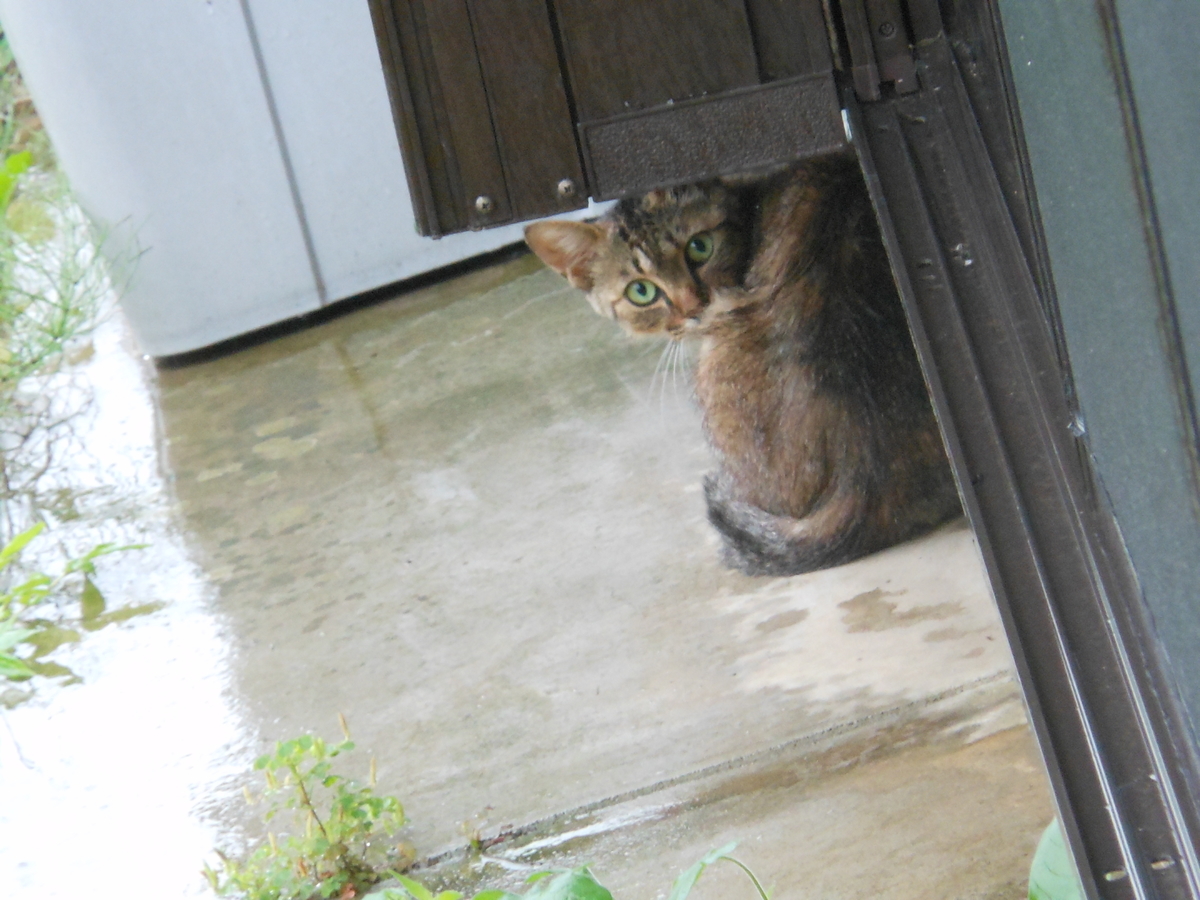 f:id:kaedeya:20190727154653j:plain f:id:kaedeya:20190727154653j:plain