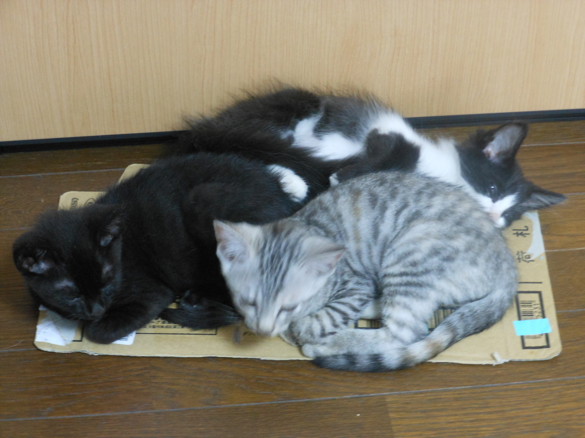 f:id:kaedeya:20190727163345j:plain f:id:kaedeya:20190727163345j:plain