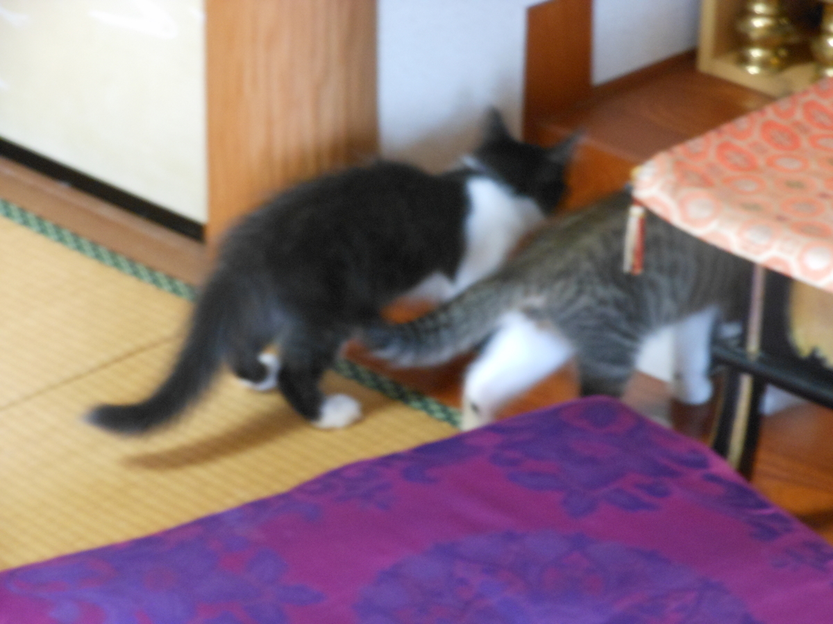f:id:kaedeya:20190730155614j:plain f:id:kaedeya:20190730155614j:plain