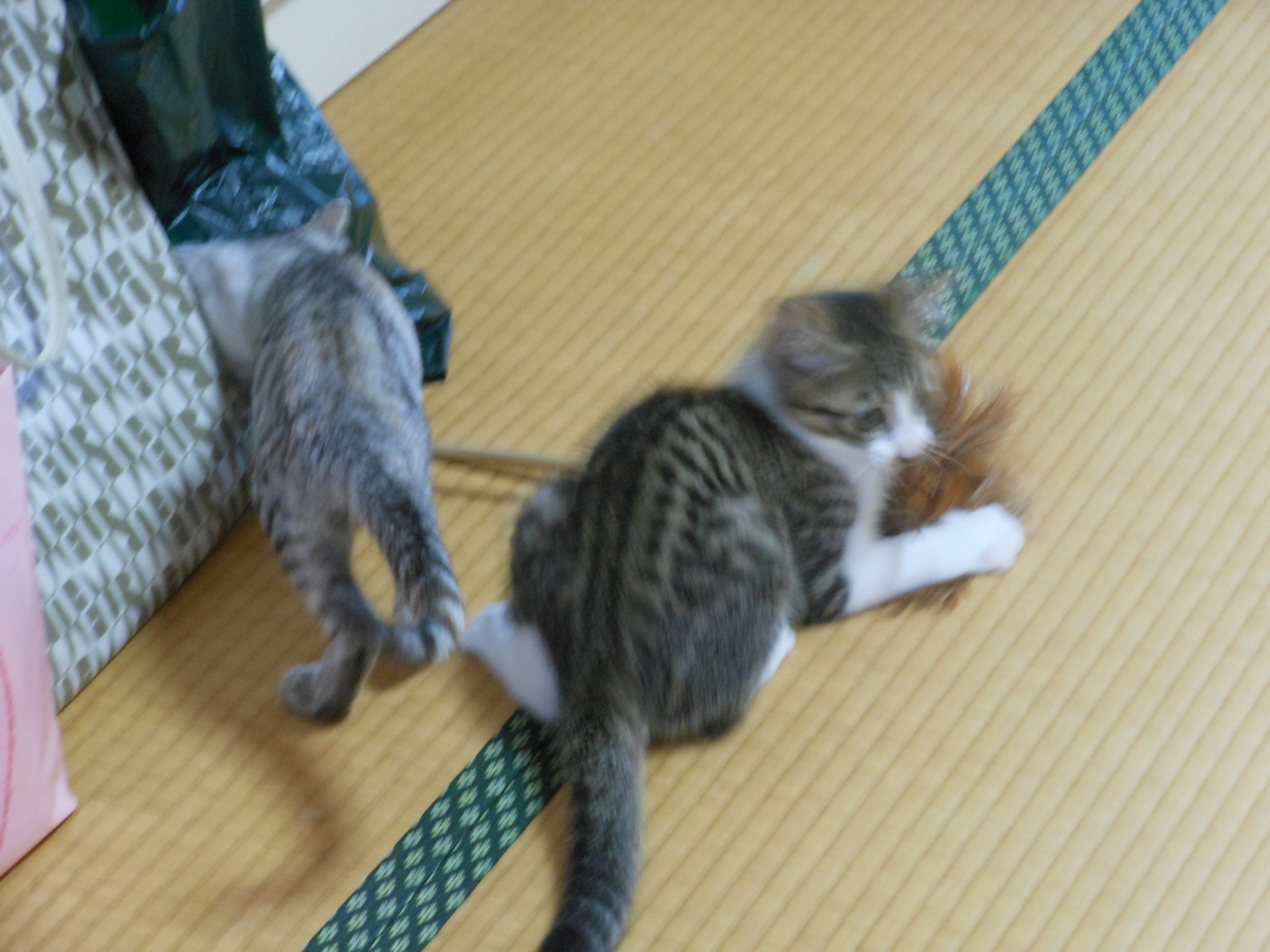 f:id:kaedeya:20190730160800j:plain f:id:kaedeya:20190730160800j:plain