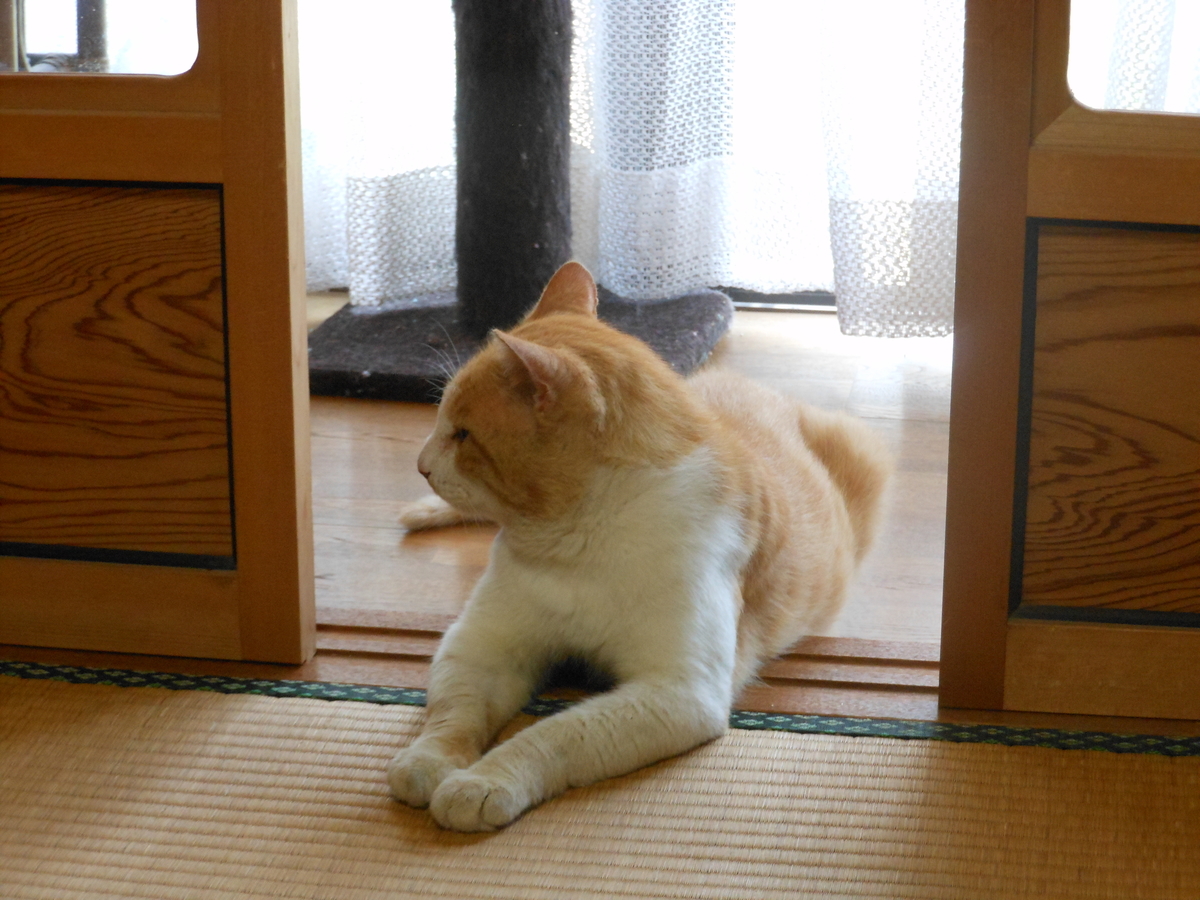 f:id:kaedeya:20190730161406j:plain f:id:kaedeya:20190730161406j:plain