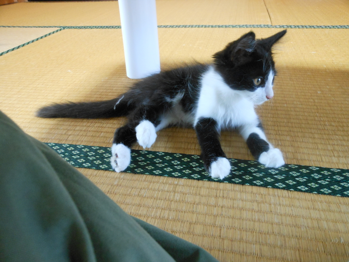 f:id:kaedeya:20190802163520j:plain f:id:kaedeya:20190802163520j:plain