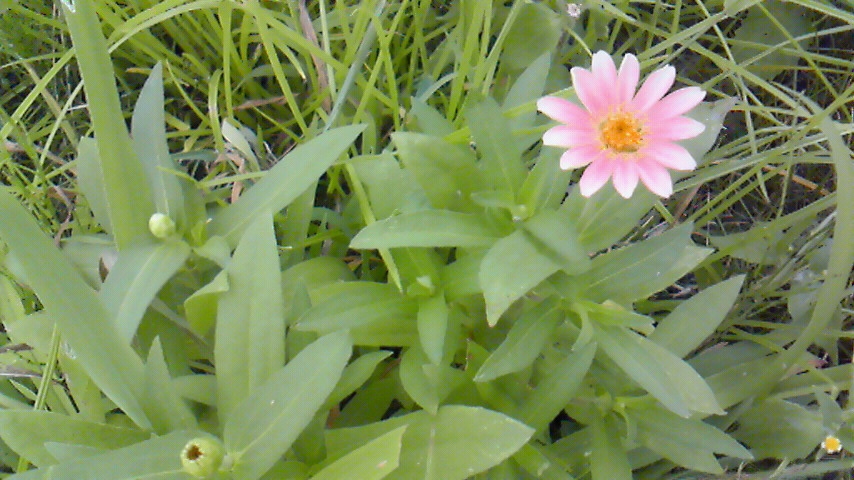 f:id:kaedeya:20190806164947j:plain f:id:kaedeya:20190806164947j:plain