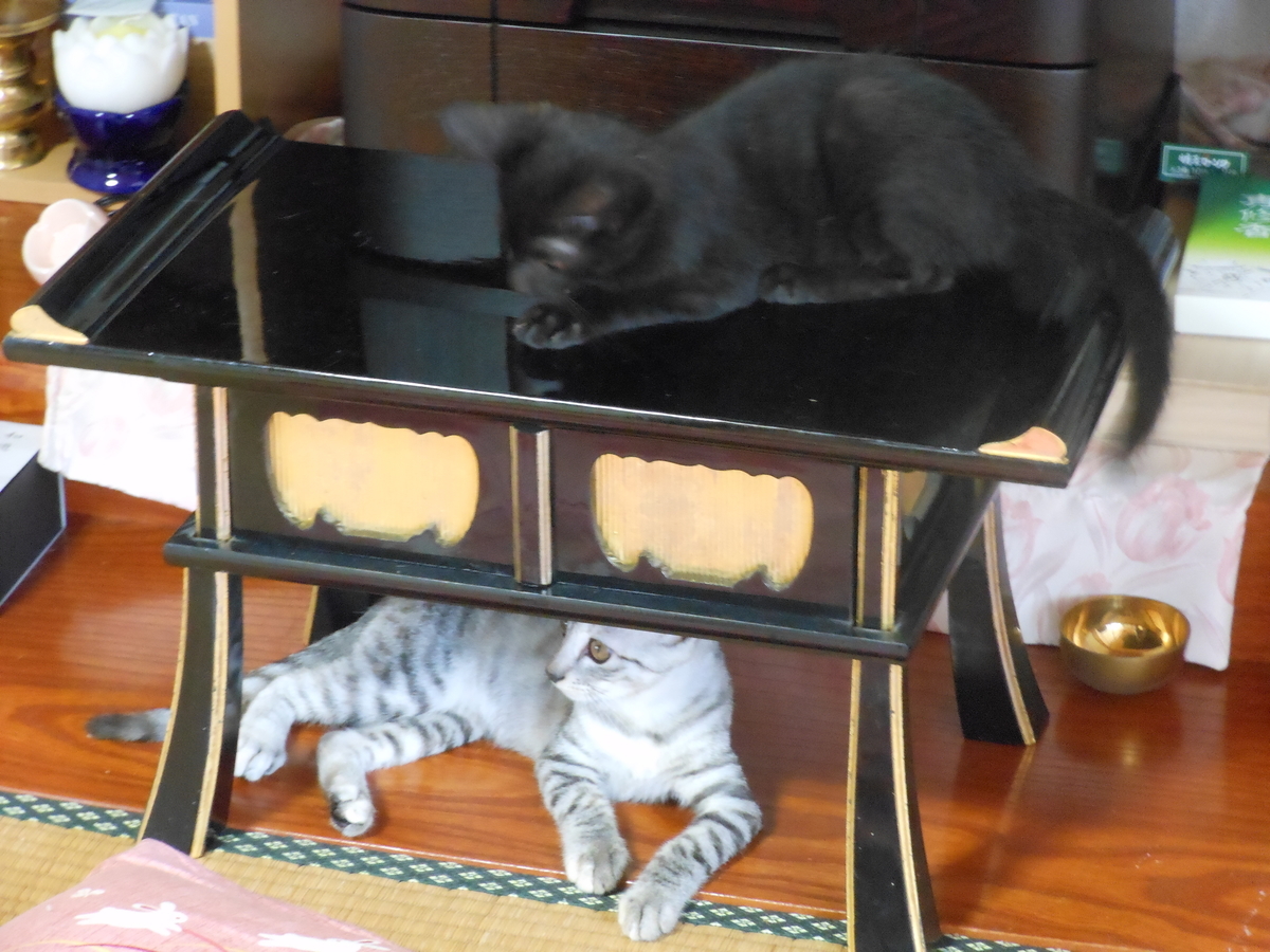 f:id:kaedeya:20190806172345j:plain f:id:kaedeya:20190806172345j:plain