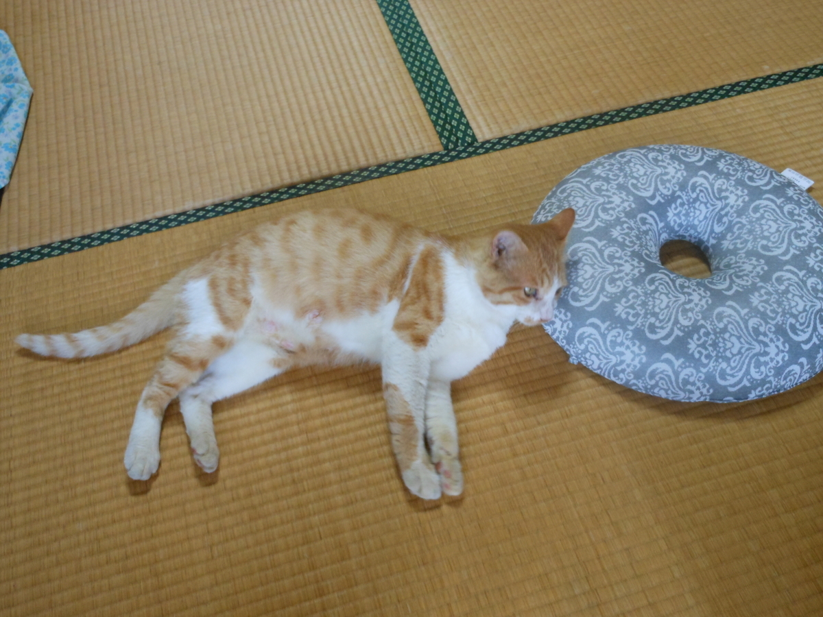 f:id:kaedeya:20190806172418j:plain f:id:kaedeya:20190806172418j:plain