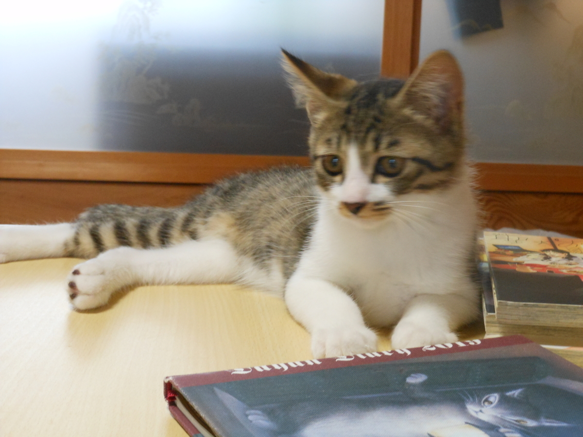 f:id:kaedeya:20190806172442j:plain f:id:kaedeya:20190806172442j:plain