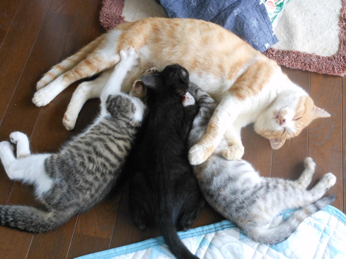 f:id:kaedeya:20190806172517j:plain f:id:kaedeya:20190806172517j:plain