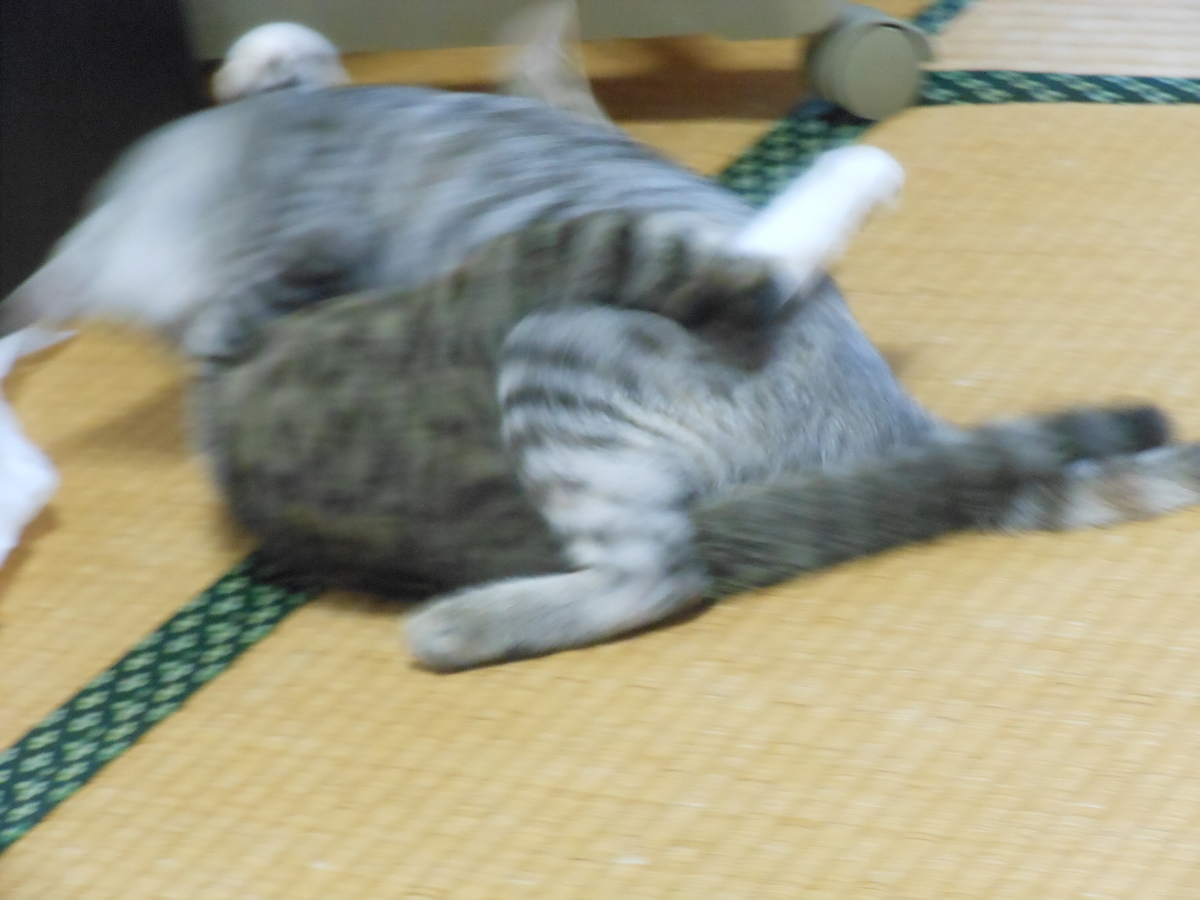 f:id:kaedeya:20190812071009j:plain f:id:kaedeya:20190812071009j:plain