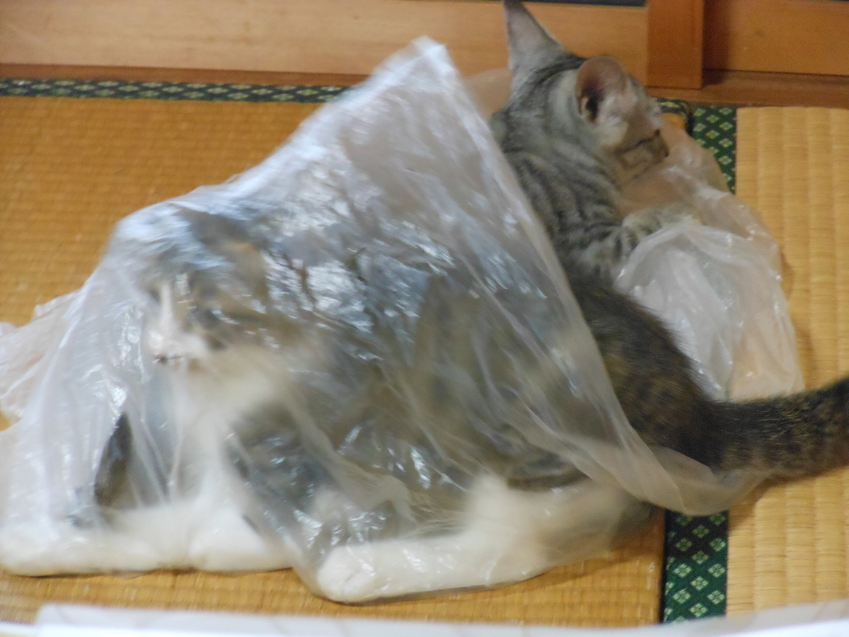 f:id:kaedeya:20190813170126j:plain f:id:kaedeya:20190813170126j:plain