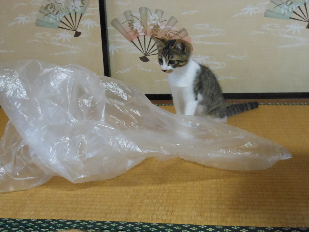 f:id:kaedeya:20190813170320j:plain f:id:kaedeya:20190813170320j:plain