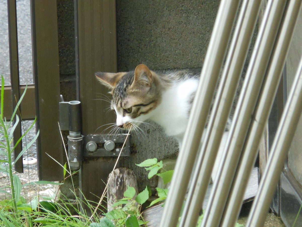 f:id:kaedeya:20190816135323j:plain