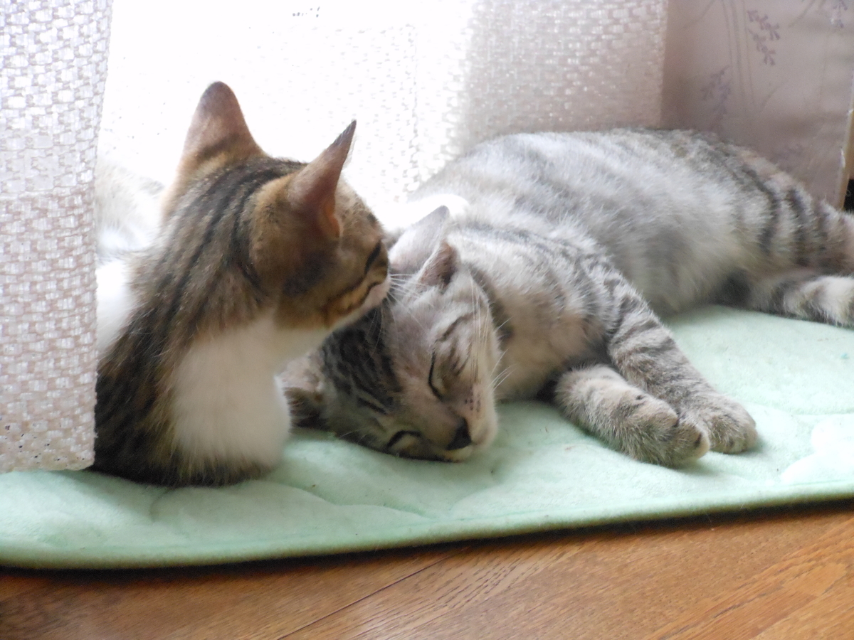 f:id:kaedeya:20190816135502j:plain