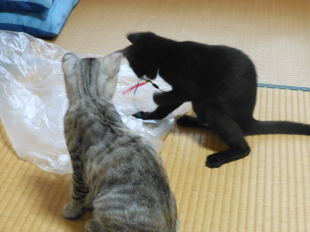 f:id:kaedeya:20190820140232j:plain f:id:kaedeya:20190820140232j:plain