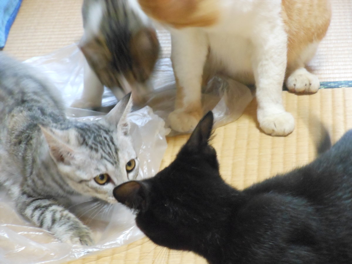f:id:kaedeya:20190820140255j:plain f:id:kaedeya:20190820140255j:plain