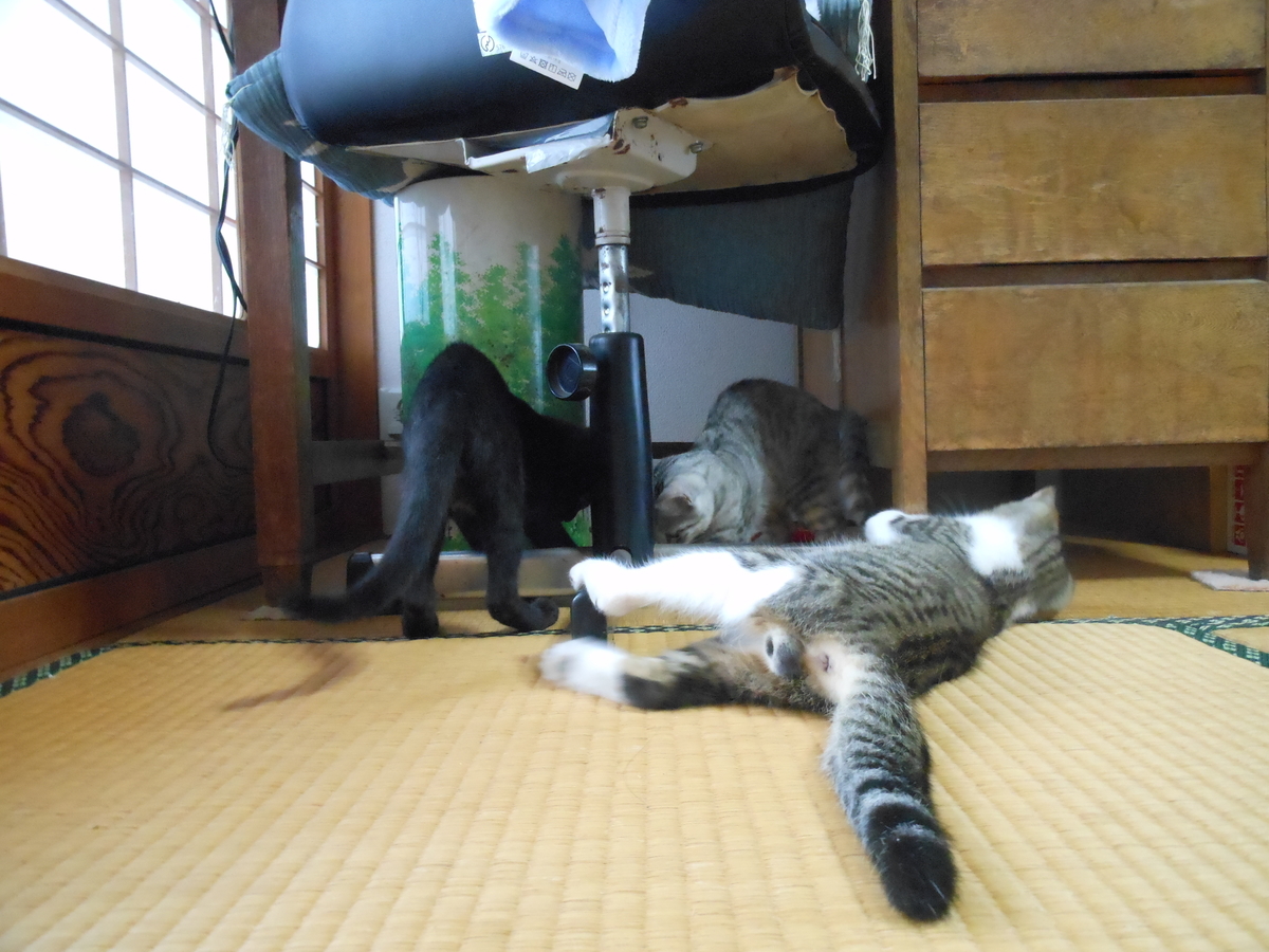 f:id:kaedeya:20190820141209j:plain f:id:kaedeya:20190820141209j:plain
