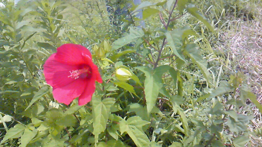 f:id:kaedeya:20190821131148j:plain f:id:kaedeya:20190821131148j:plain