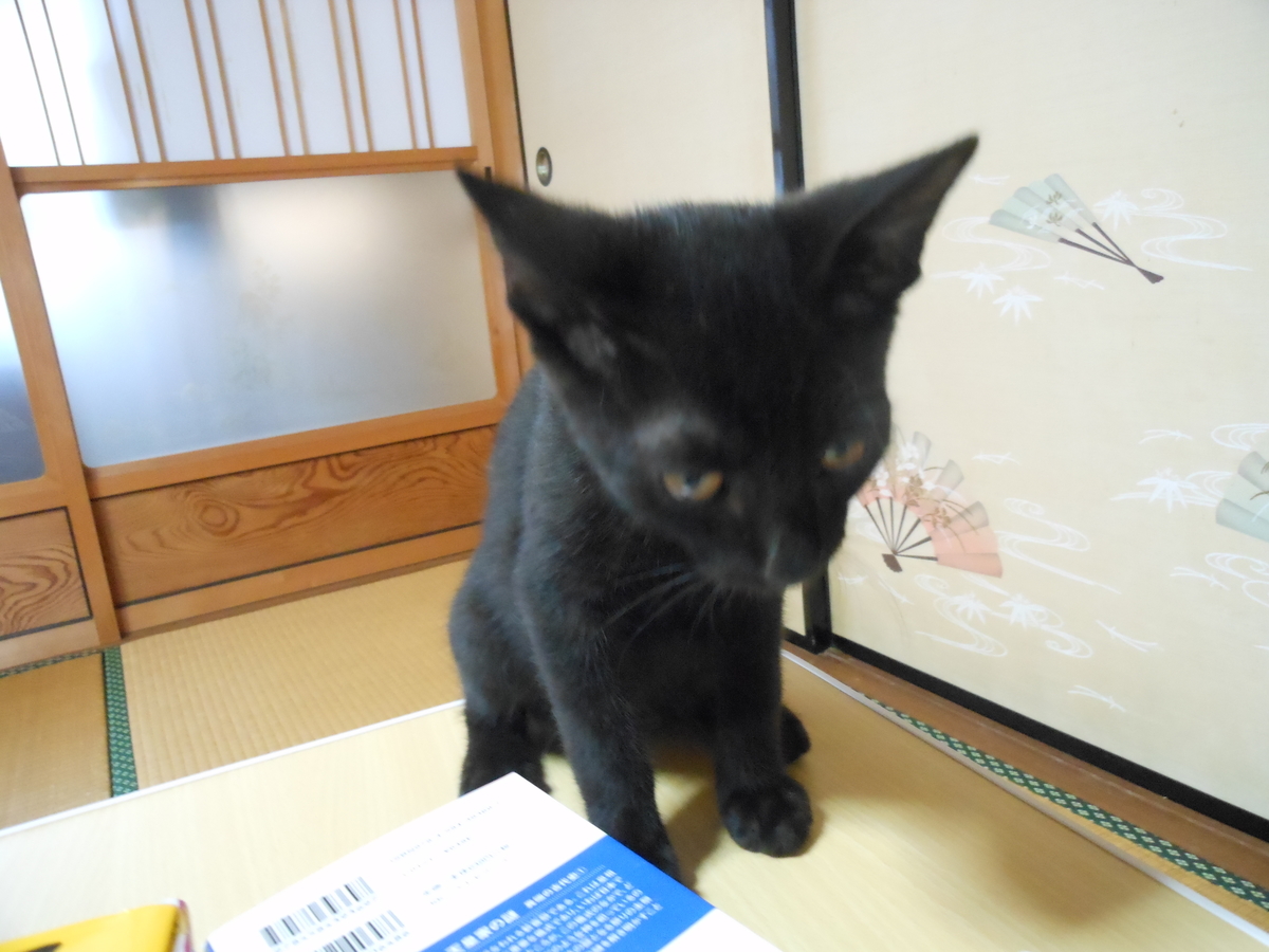 f:id:kaedeya:20190821134032j:plain f:id:kaedeya:20190821134032j:plain