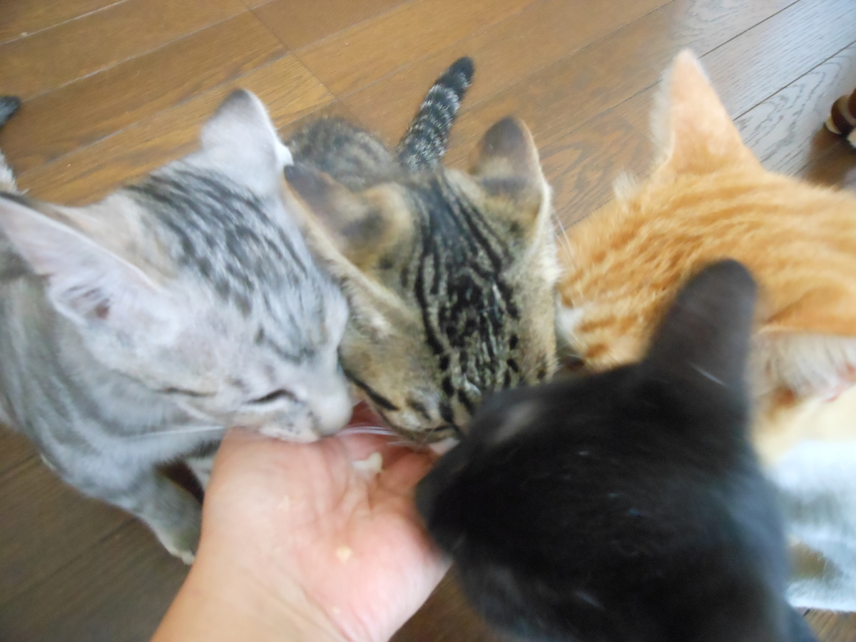 f:id:kaedeya:20190821150900j:plain f:id:kaedeya:20190821150900j:plain