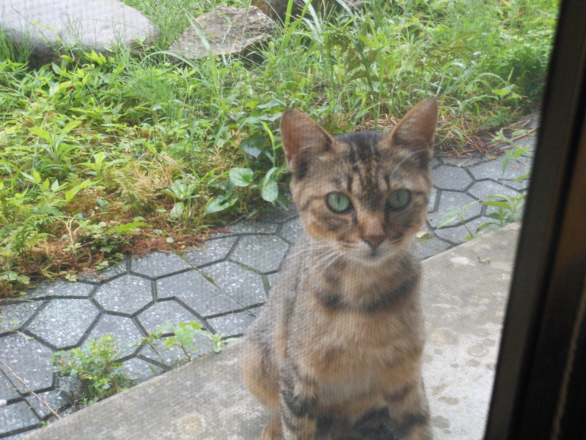 f:id:kaedeya:20190821150954j:plain f:id:kaedeya:20190821150954j:plain