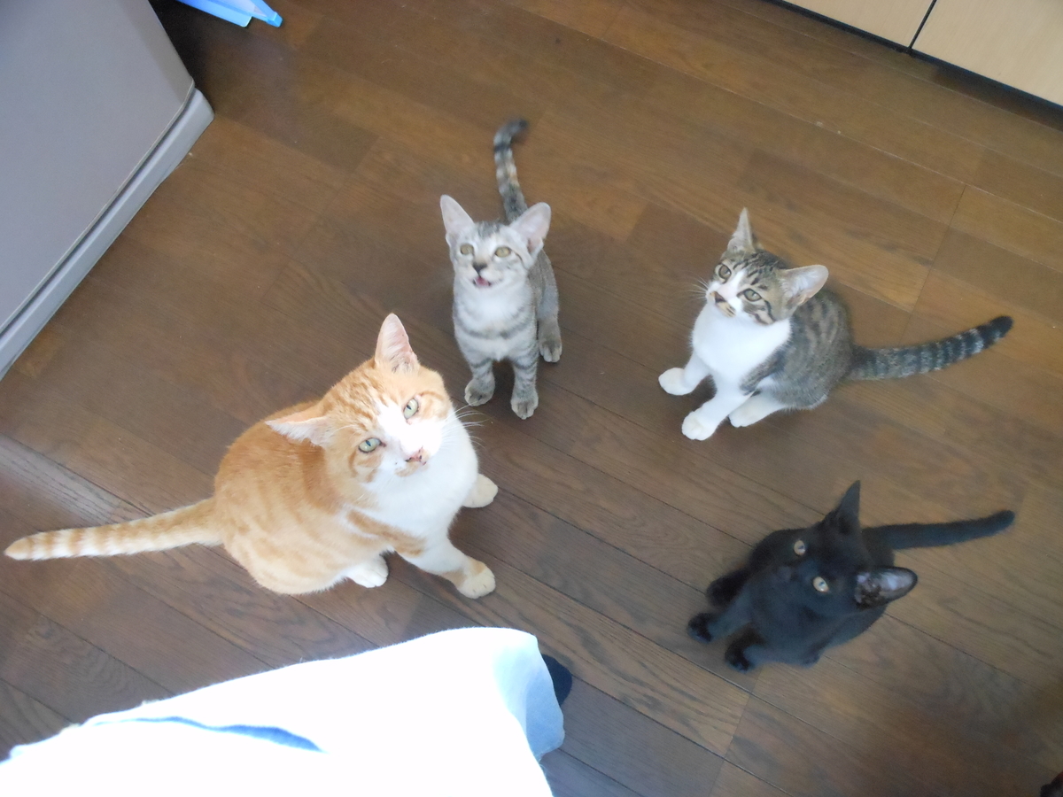 f:id:kaedeya:20190821151023j:plain f:id:kaedeya:20190821151023j:plain