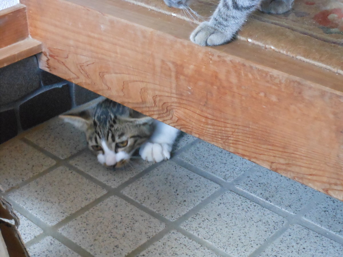 f:id:kaedeya:20190908143732j:plain f:id:kaedeya:20190908143732j:plain