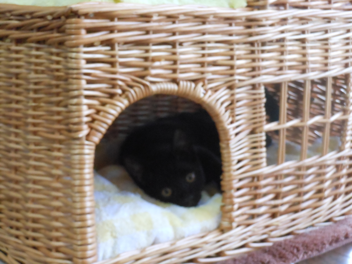 f:id:kaedeya:20190908150943j:plain f:id:kaedeya:20190908150943j:plain