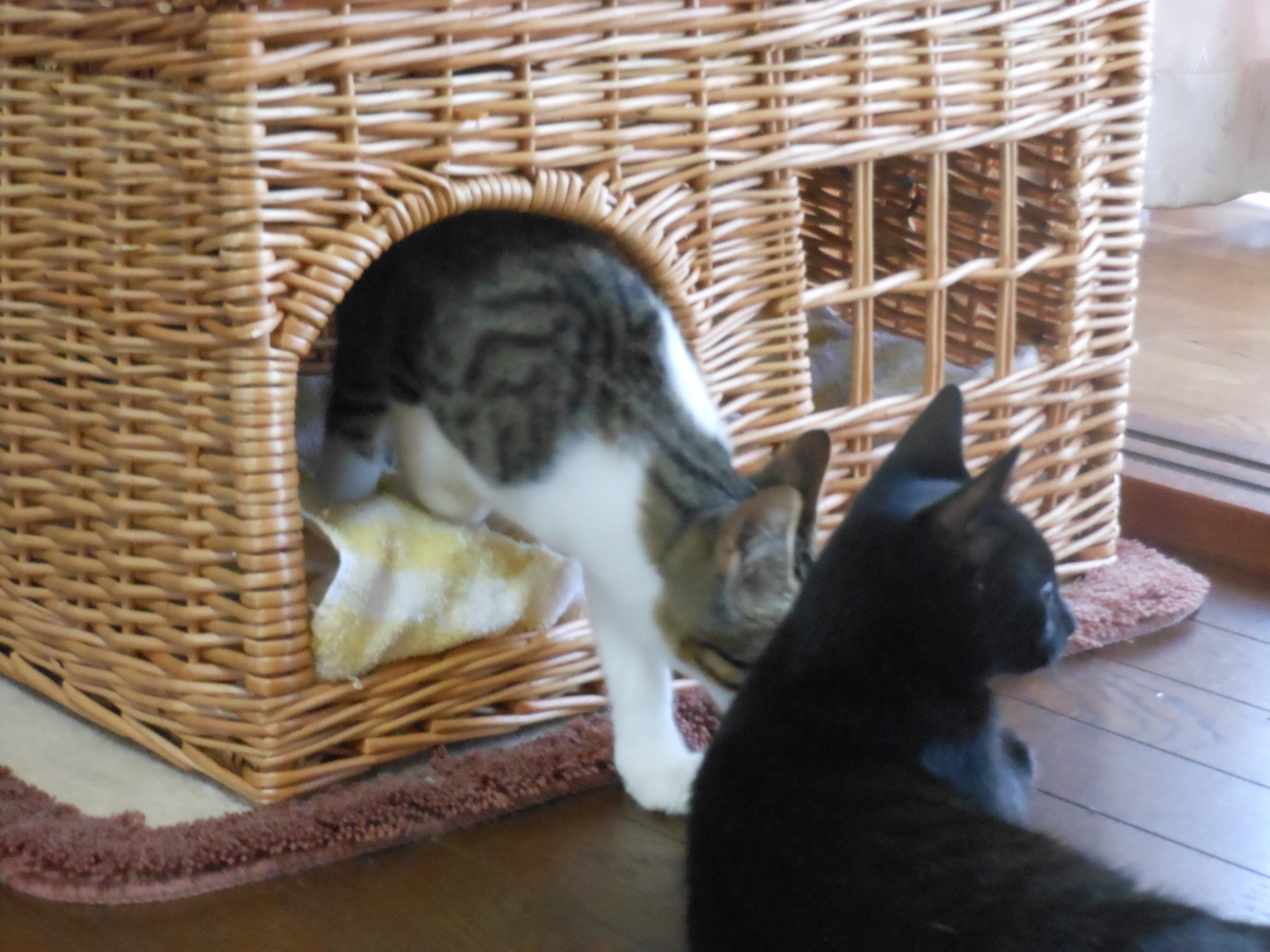 f:id:kaedeya:20190908151603j:plain f:id:kaedeya:20190908151603j:plain