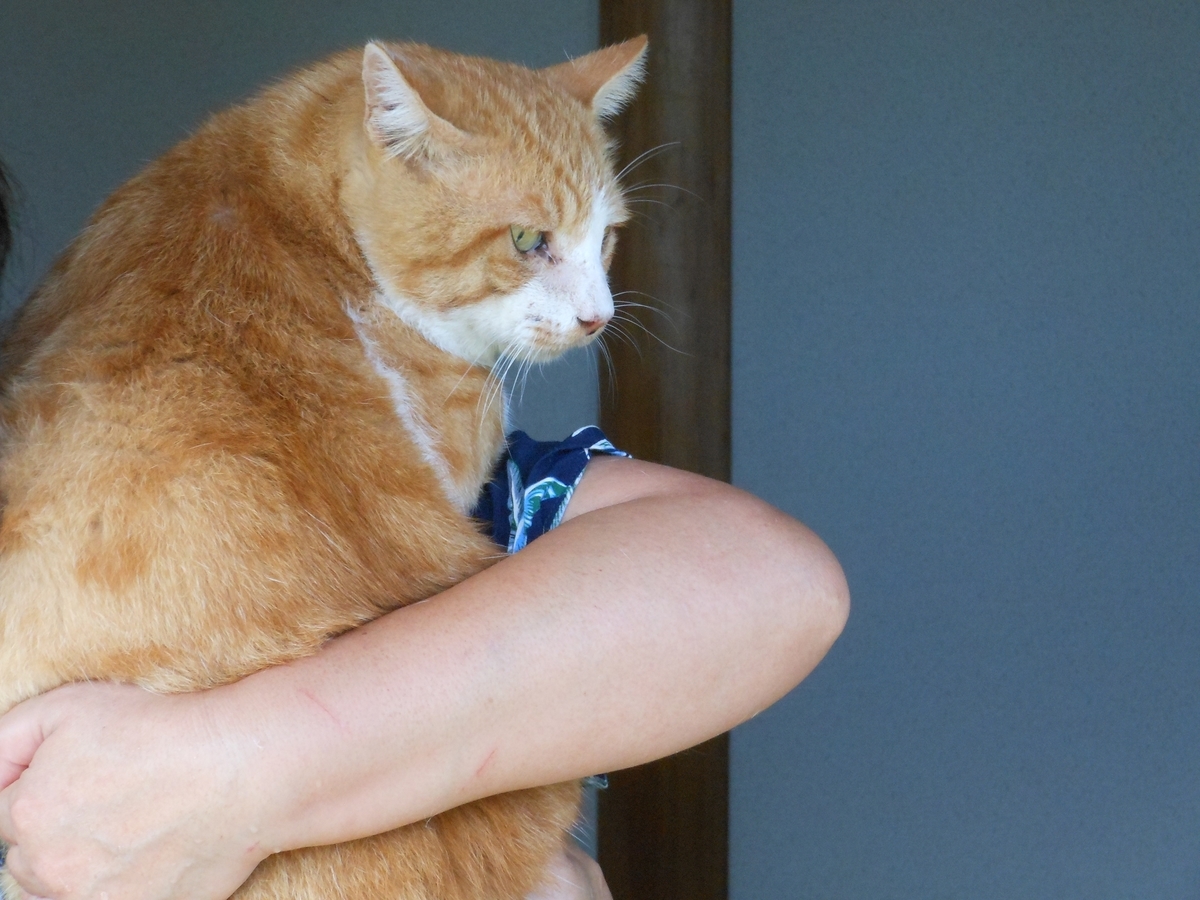 f:id:kaedeya:20190908153302j:plain f:id:kaedeya:20190908153302j:plain