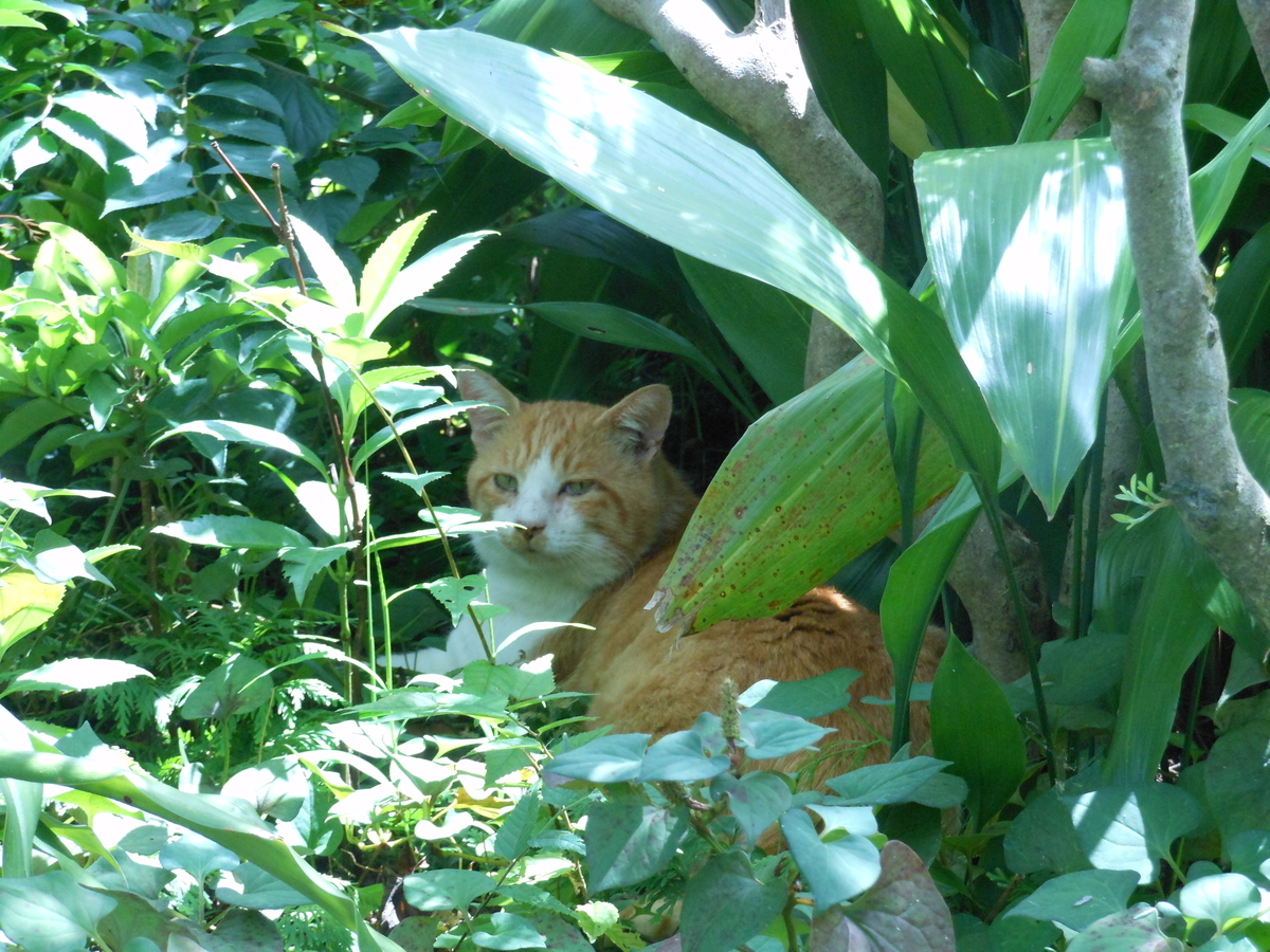 f:id:kaedeya:20190908153806j:plain f:id:kaedeya:20190908153806j:plain