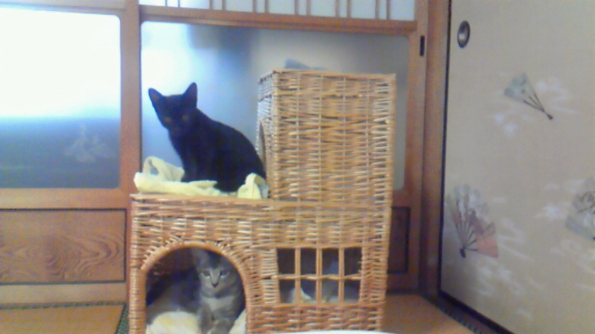 f:id:kaedeya:20190910154325j:plain f:id:kaedeya:20190910154325j:plain
