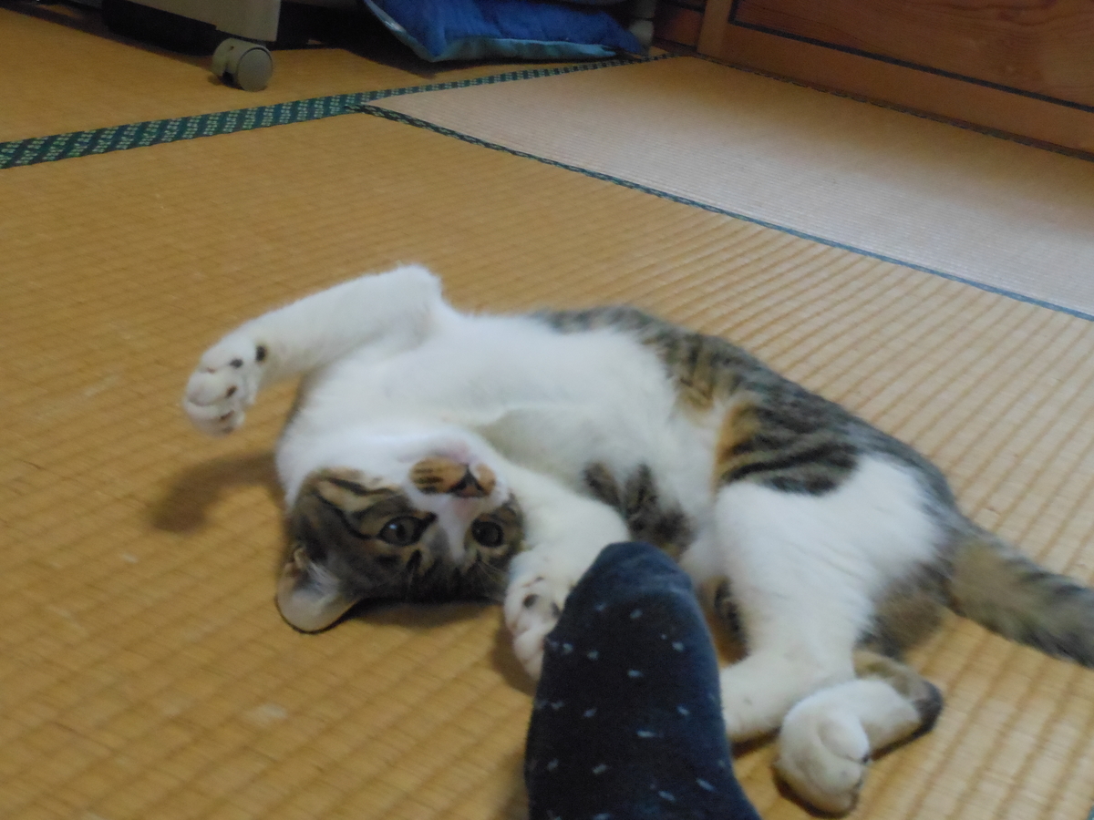 f:id:kaedeya:20190911171844j:plain