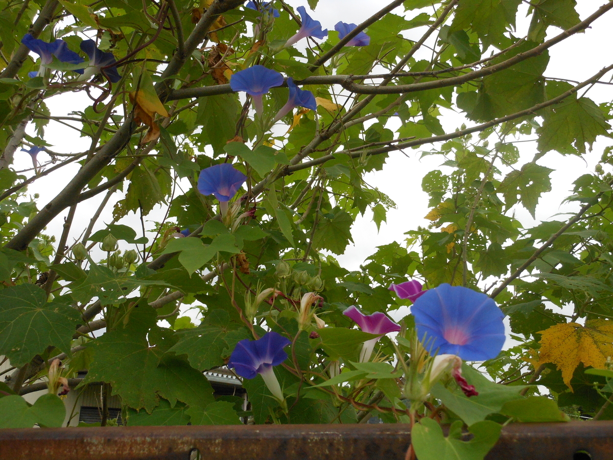 f:id:kaedeya:20190913141559j:plain f:id:kaedeya:20190913141559j:plain