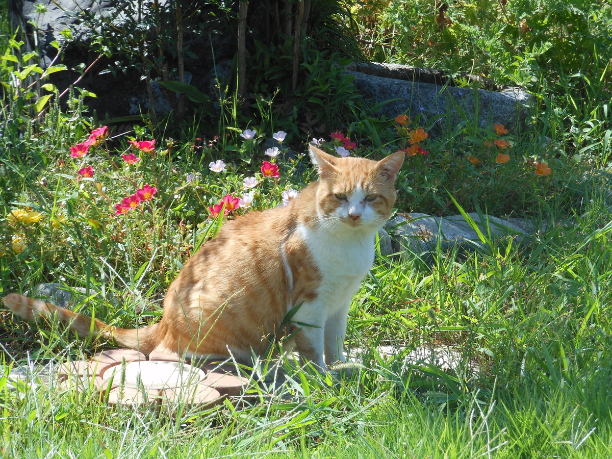 f:id:kaedeya:20190915160351j:plain f:id:kaedeya:20190915160351j:plain