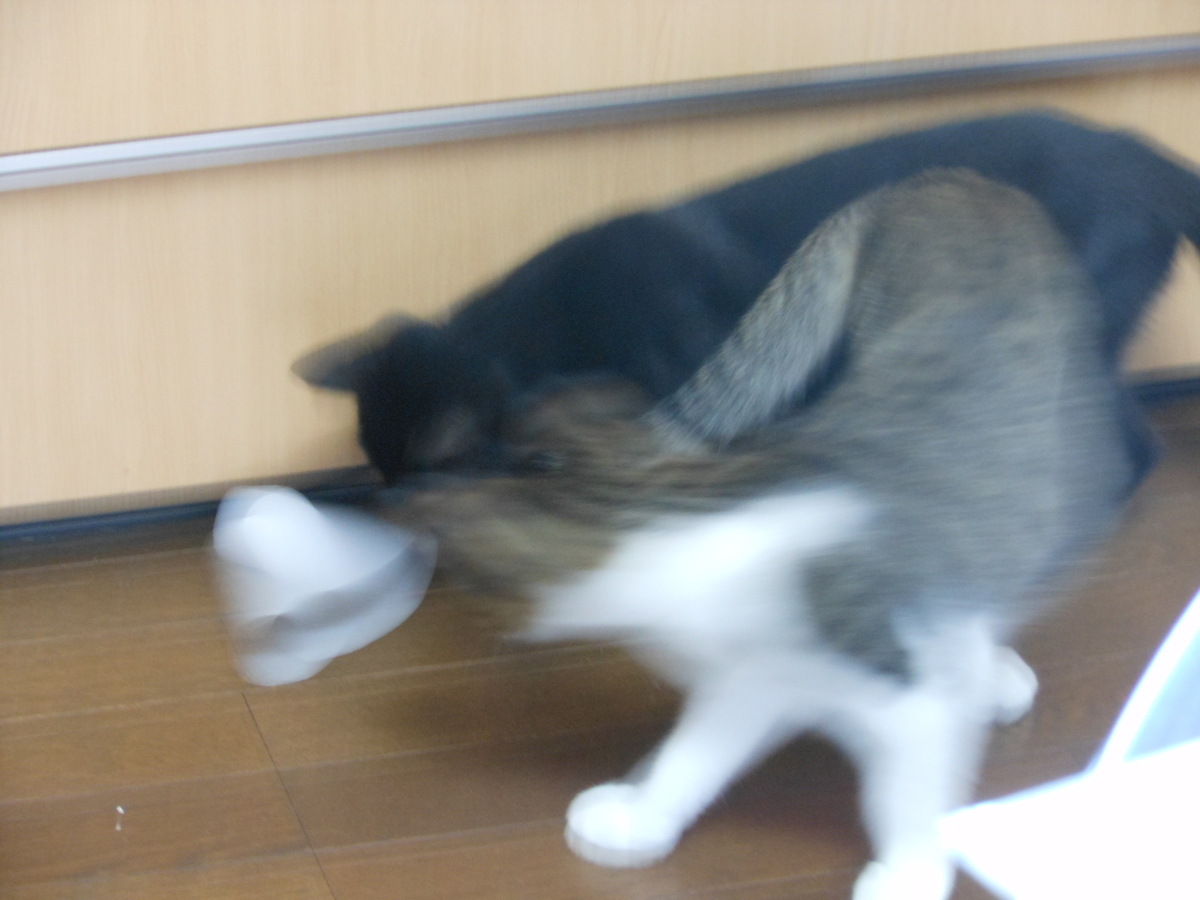 f:id:kaedeya:20190919162103j:plain f:id:kaedeya:20190919162103j:plain
