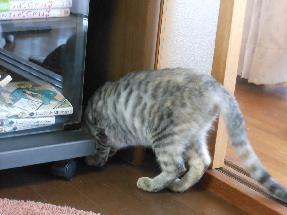 f:id:kaedeya:20190919162135j:plain f:id:kaedeya:20190919162135j:plain