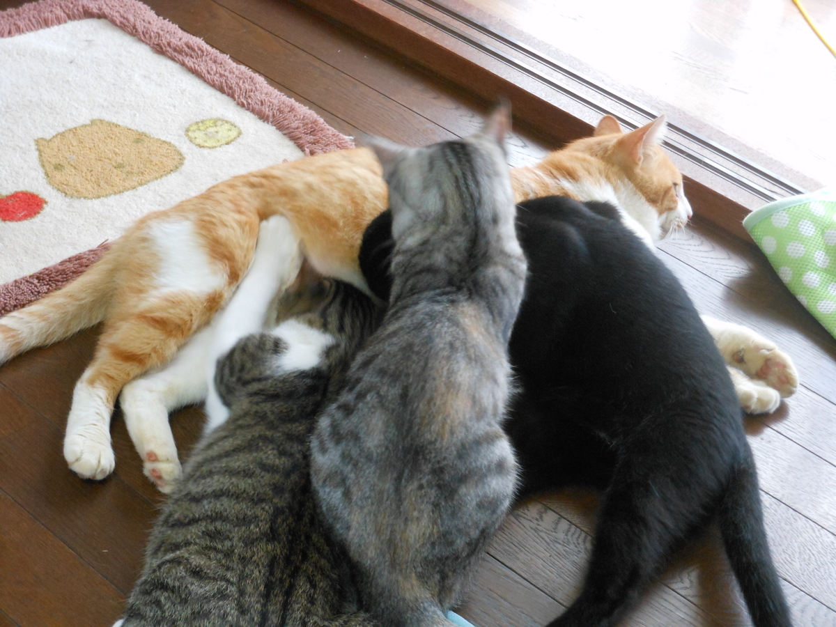 f:id:kaedeya:20190923132157j:plain f:id:kaedeya:20190923132157j:plain