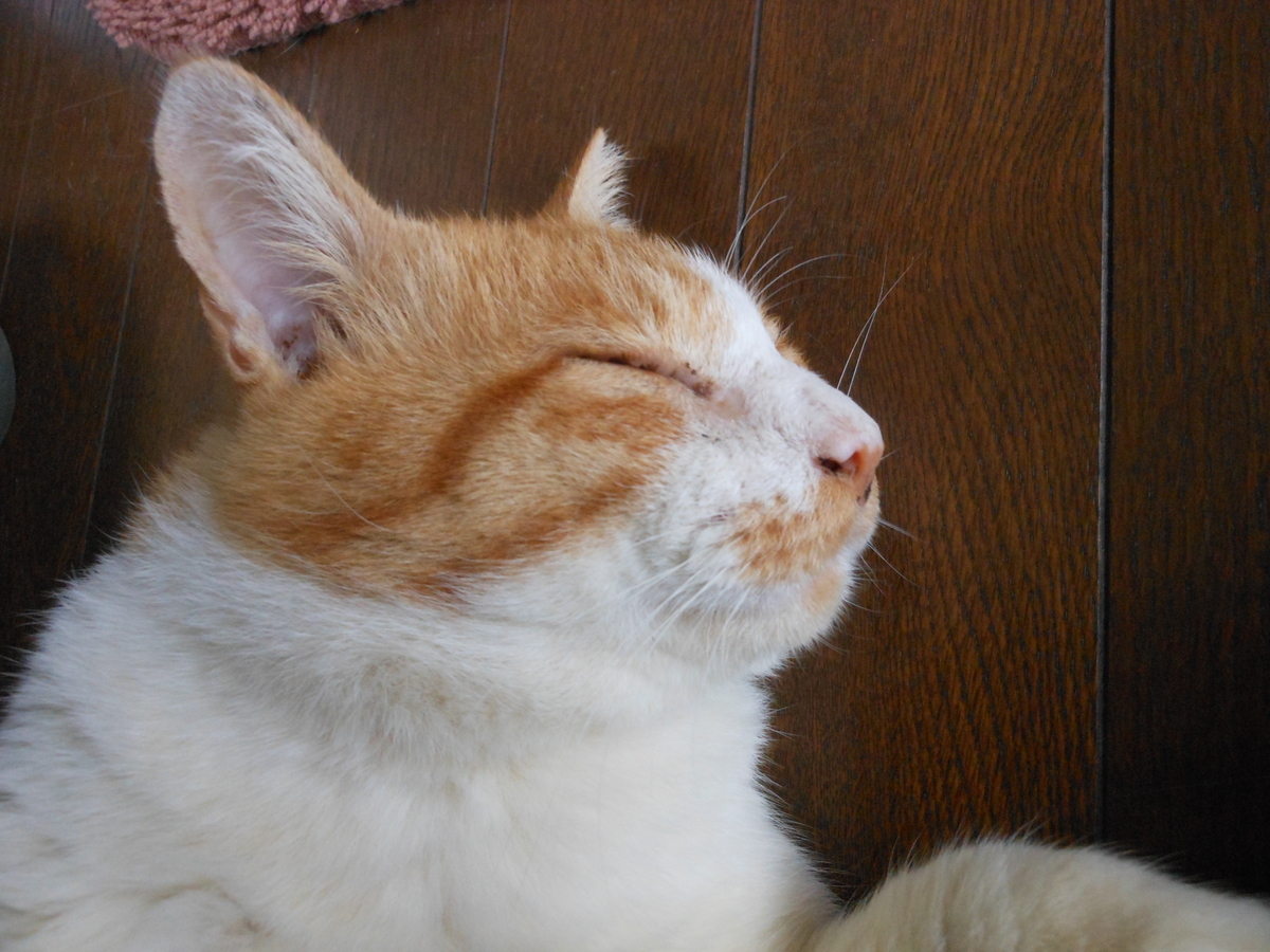 f:id:kaedeya:20190924154105j:plain f:id:kaedeya:20190924154105j:plain
