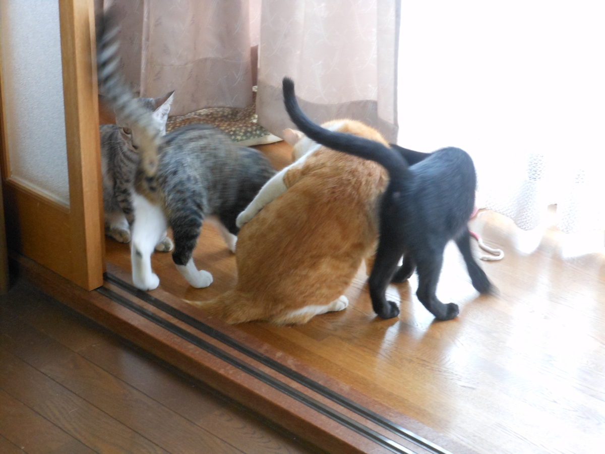f:id:kaedeya:20190927162415j:plain f:id:kaedeya:20190927162415j:plain