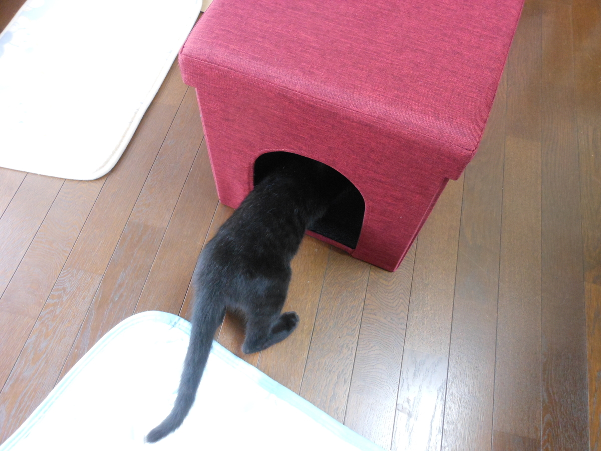 f:id:kaedeya:20190927164409j:plain f:id:kaedeya:20190927164409j:plain