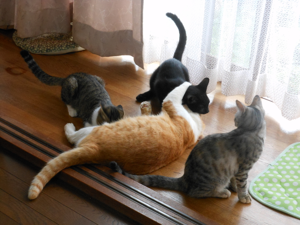 f:id:kaedeya:20190927164942j:plain f:id:kaedeya:20190927164942j:plain