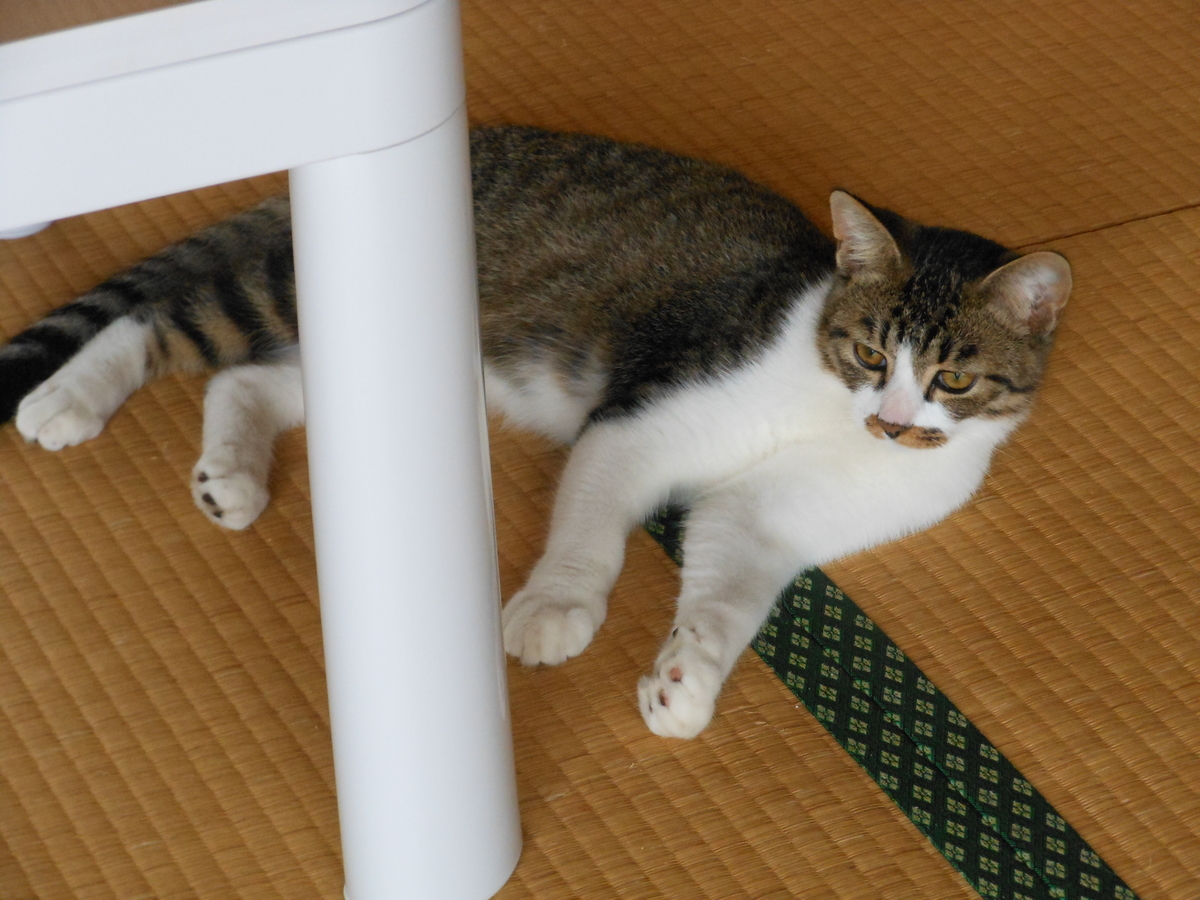 f:id:kaedeya:20191002140749j:plain f:id:kaedeya:20191002140749j:plain